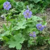 geranium-platypetalum